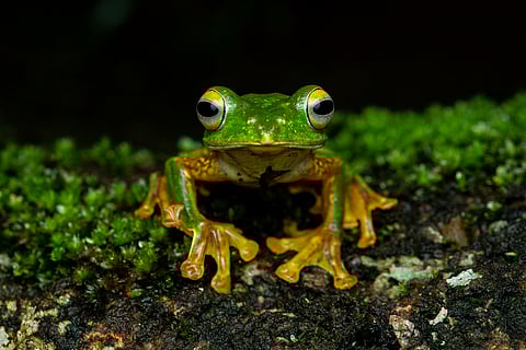 The false Malabar tree frog is endemic to the Anaimalai Hills.