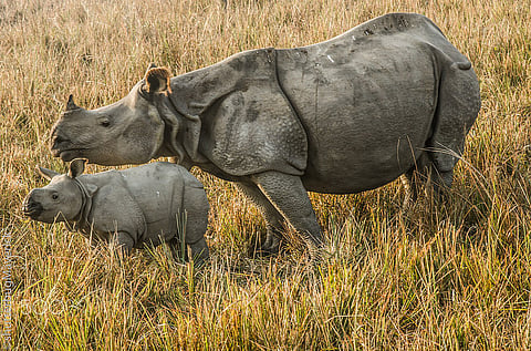 One-horned rhinos at Pobitora Wildlife Sanctuary in Assam 