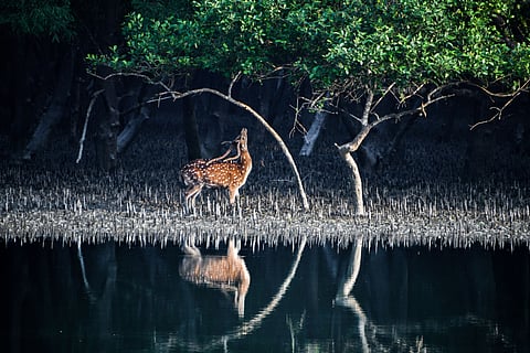 A spotted deer eating leaves in the Sundarbans