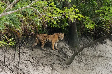 Soumyajit Nandy/Shutterstock : A female Bengal tiger in the Sundarbans looks into the camera