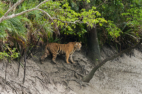 An adult female Bengal tiger in the Sundarbans looks into the camera