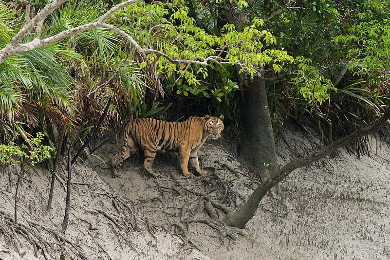An adult female Bengal tiger in the Sundarbans looks into the camera