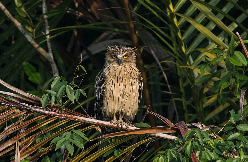 A buffy fish owl in the Sundarbans. The species is of least concern according to the IUCN Red List