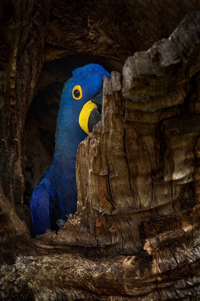 Shutterstock : A hyacinth macaw rests in a tree cavity in Brazils Pantanal region