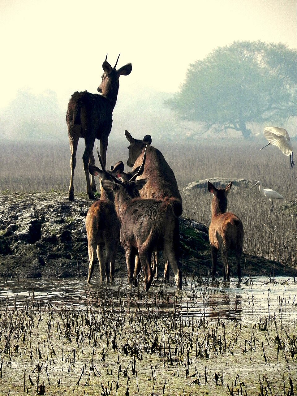 A family of sambhar in Keoladeo National Park