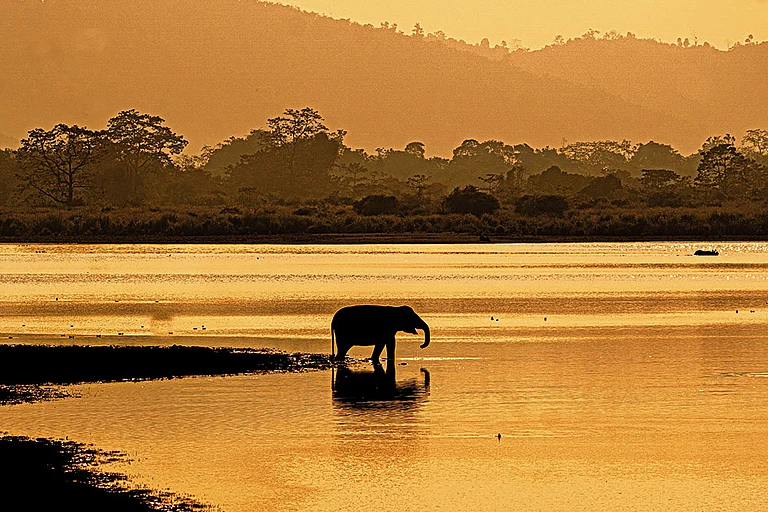 Kaziranga’s majestic residents in their natural habitat - Shutterstock