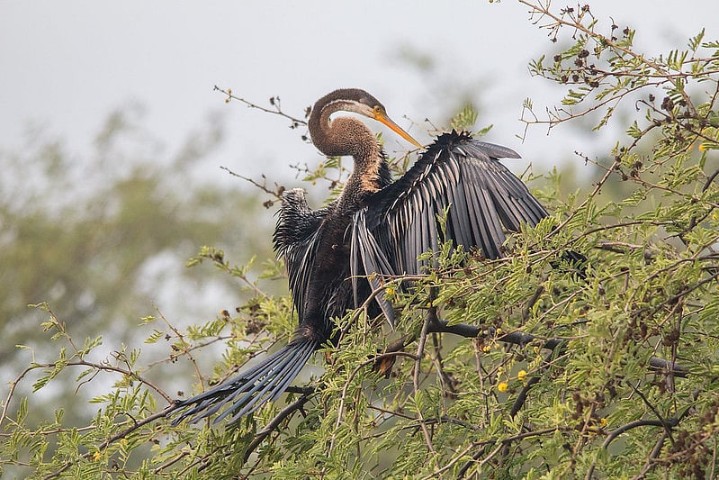 An Oriental Darter at Keoladeo National Park 
