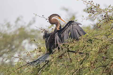 An Oriental Darter at Keoladeo National Park 