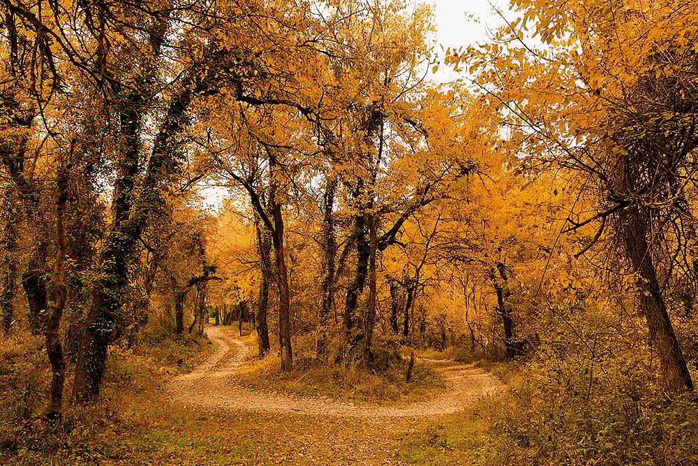 Dachigam National Park is home to rare wildlife and lush Himalayan landscapes