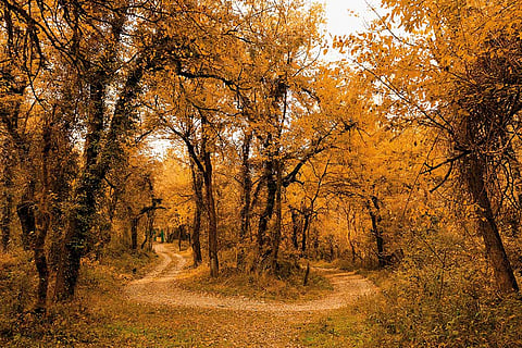 Dachigam National Park is home to rare wildlife and lush Himalayan landscapes