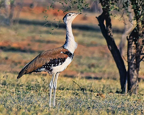 Great Indian bustards face threats from habitat loss and power lines