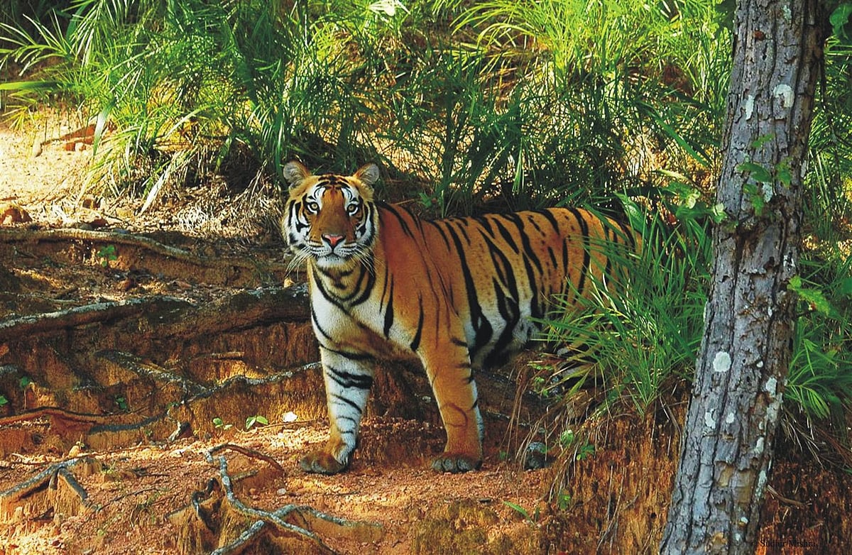 A tiger at the Satkosia Tiger Reserve