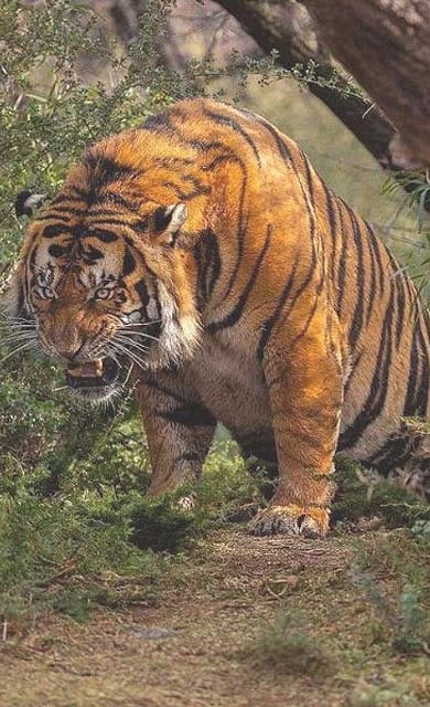 A tiger at Manas National Park