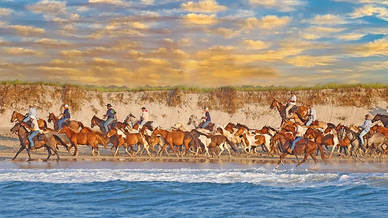 An annual pony swim and auction is held in Chincoteague