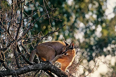 Shutterstock : Unlike the tiger, the caracal is not a priority for revival in the wild