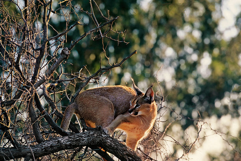 Unlike the tiger, the caracal is not a priority for revival in the wild