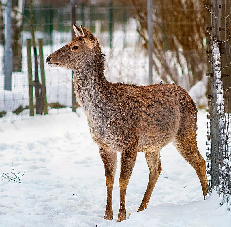 The critically endangered Kashmiri hangul