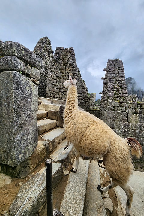  Llamas live around the site.