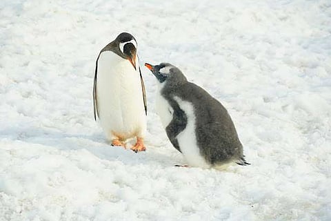 Gentoo Penguins on Danco Island