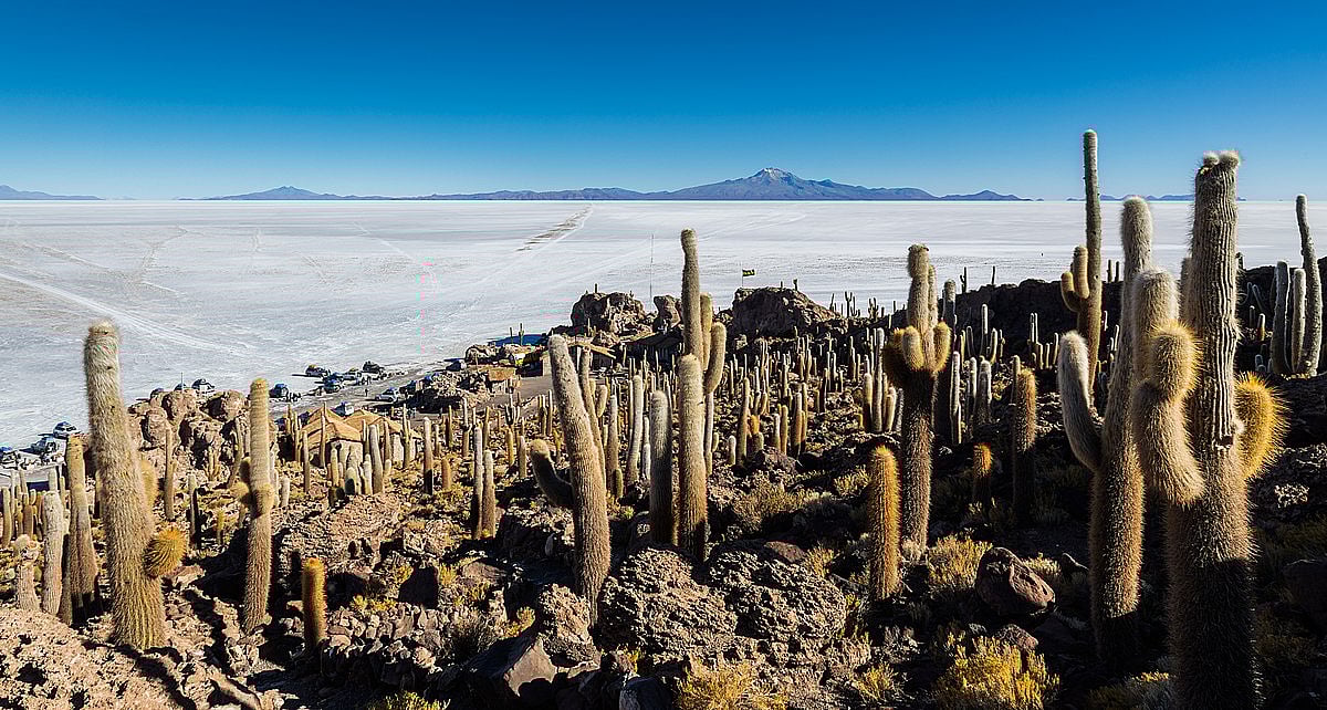 View of the Salar de Uyuni with giant cactuses (Echinopsis atacamensis) in Incahuasi island