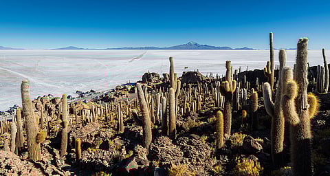 View of the Salar de Uyuni with giant cactuses (Echinopsis atacamensis) in Incahuasi island