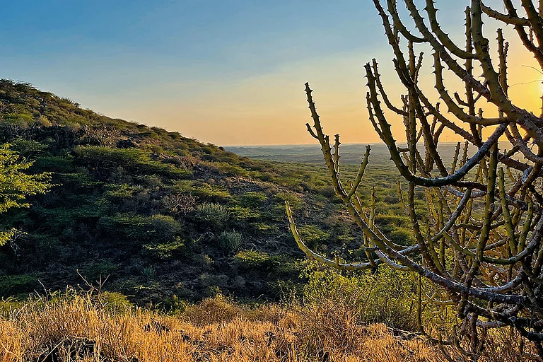 Chadva Rakhal is a protected forest reserve in Kutch
- null
