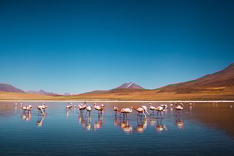 The Salar de Uyuni serves as a breeding ground for flamingos