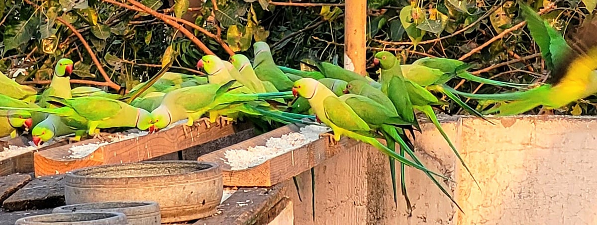 Every morning, Sundar and Vidya, locals from Chennai, feed parrots on their terrace. 