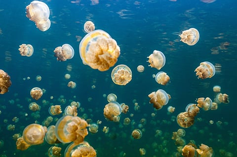 The golden jellyfish of Jellyfish Lake in Palau have evolved to be substantially different from their close relatives living in the nearby lagoons
