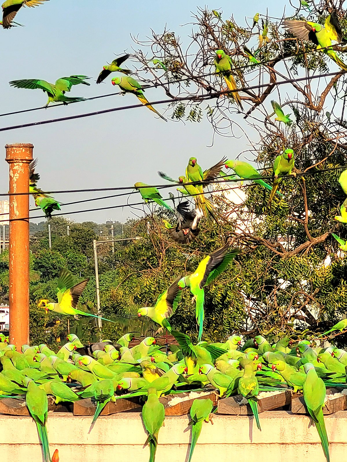 The author believes that the feeding or observing parrots can help instill inner peace and calm. 
