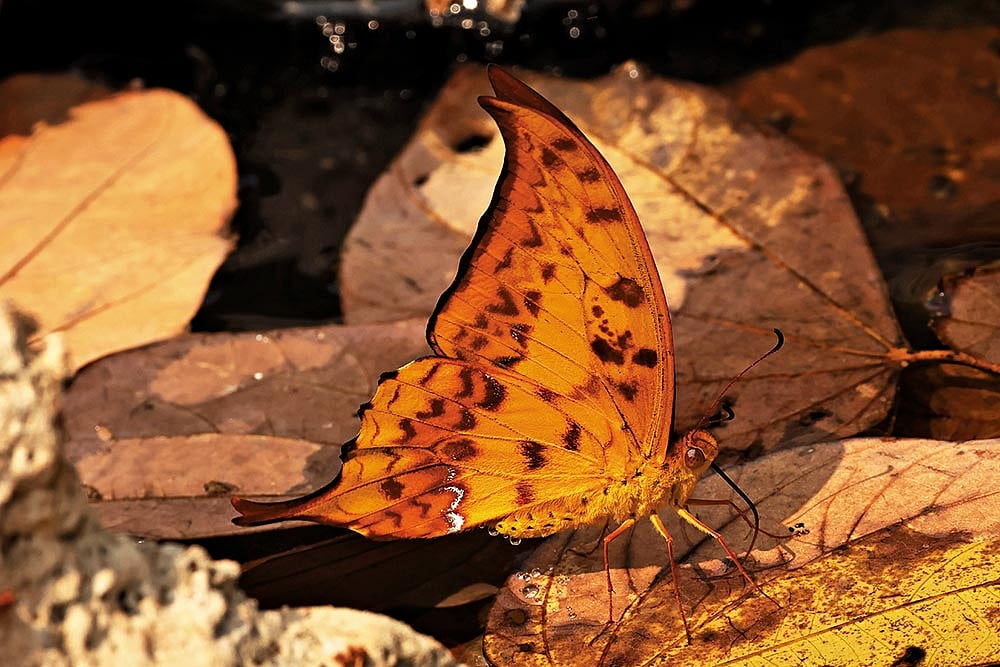 The Yellow Gorgons hooked forewings and yellow undersides make it a notable species among swallowtails