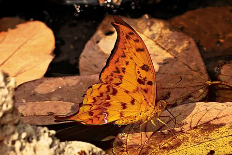 The Yellow Gorgon's hooked forewings and yellow undersides make it a notable species among swallowtails