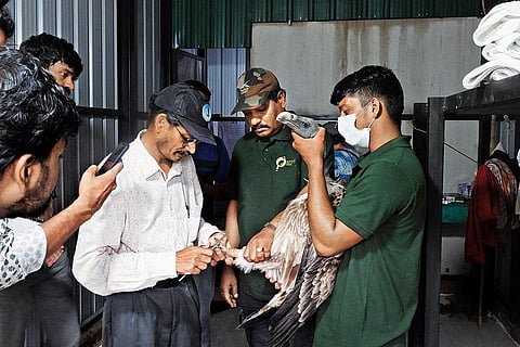 Ranade, an ornithologist, works on captive breeding vulture populations nationwide 