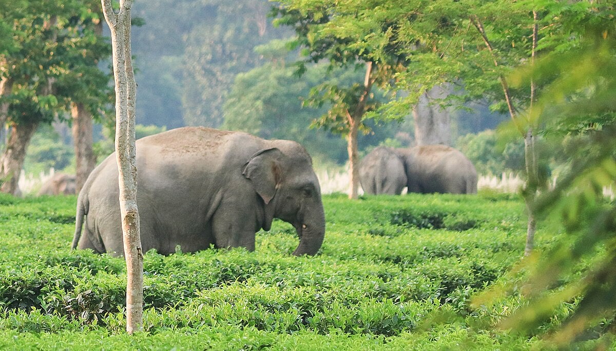 A herd of wild elephants coming out from Hoollongapar Gibbon Sanctuary, Jorhat - Assam near Kothalgoorie Tea Estate