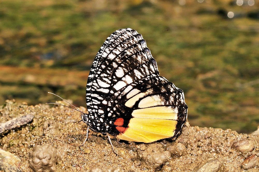 The Jezebel Palmfly is known for its intricate black-and-white wing patterns and vibrant orange hindwings