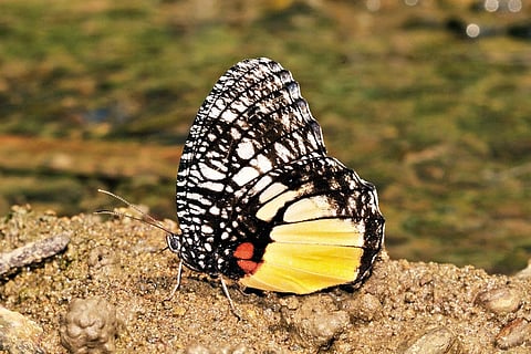The Jezebel Palmfly is known for its intricate black-and-white wing patterns and vibrant orange hindwings