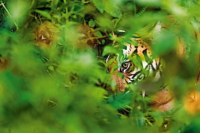 Shutterstock : In BRT Tiger Reserve, the Soligas revere the tiger as a guardian spirit