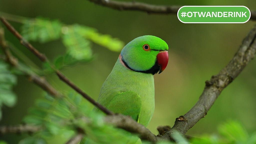 Sreenivas/Pixahive : There are 12 varieties of parrots found in India