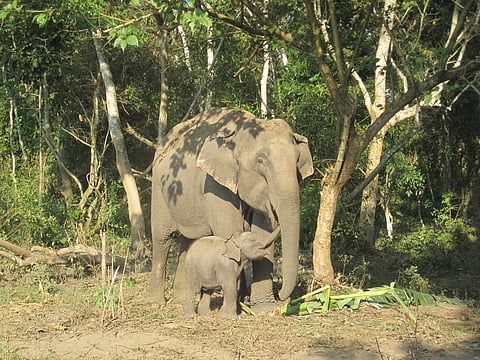 Gaja Mitra aims to improve understanding of elephant behaviour (representational image)