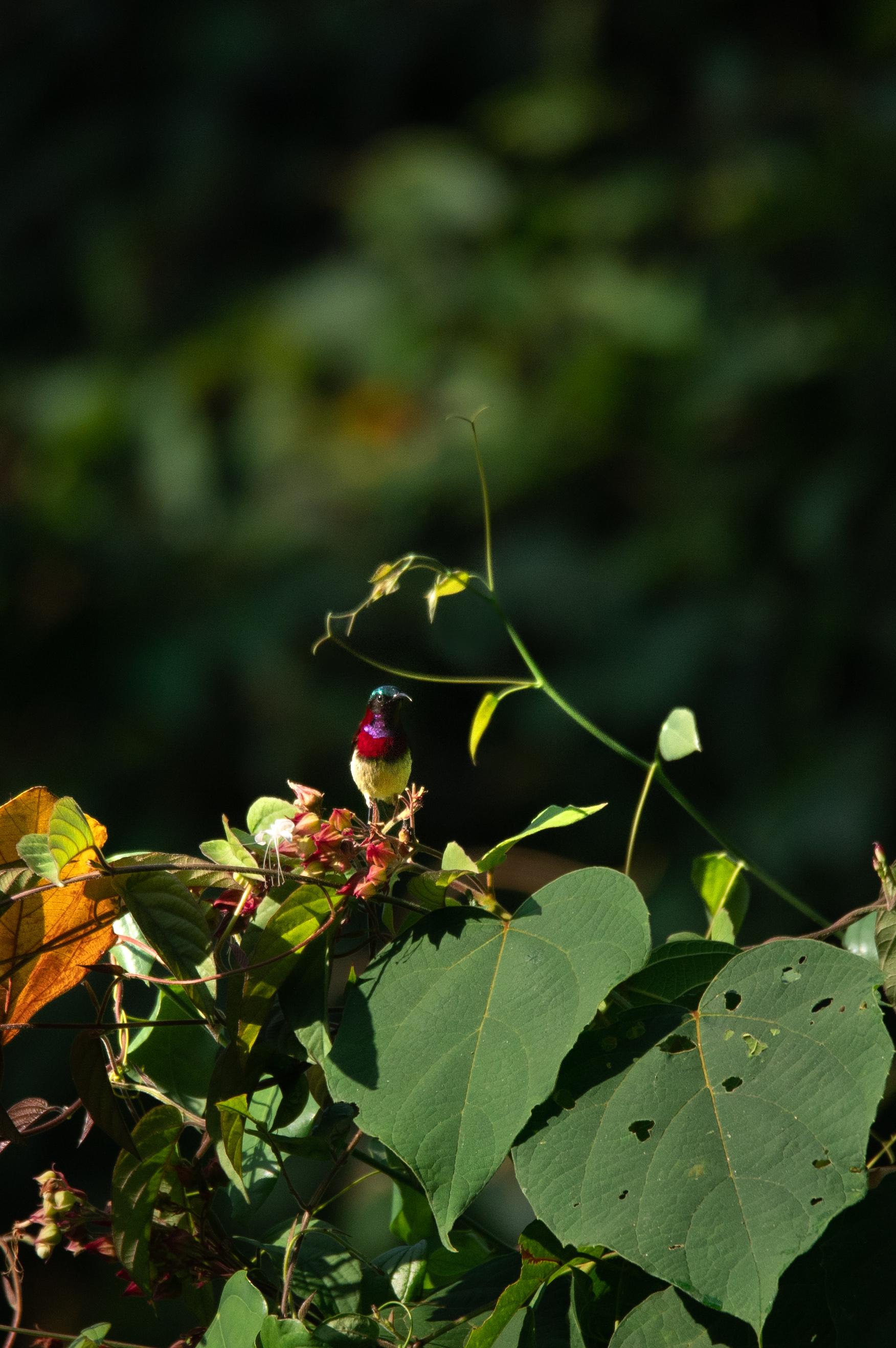 A beautiful bird at the property