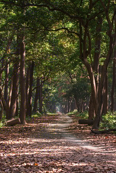 The forests of Dudhwa National Park