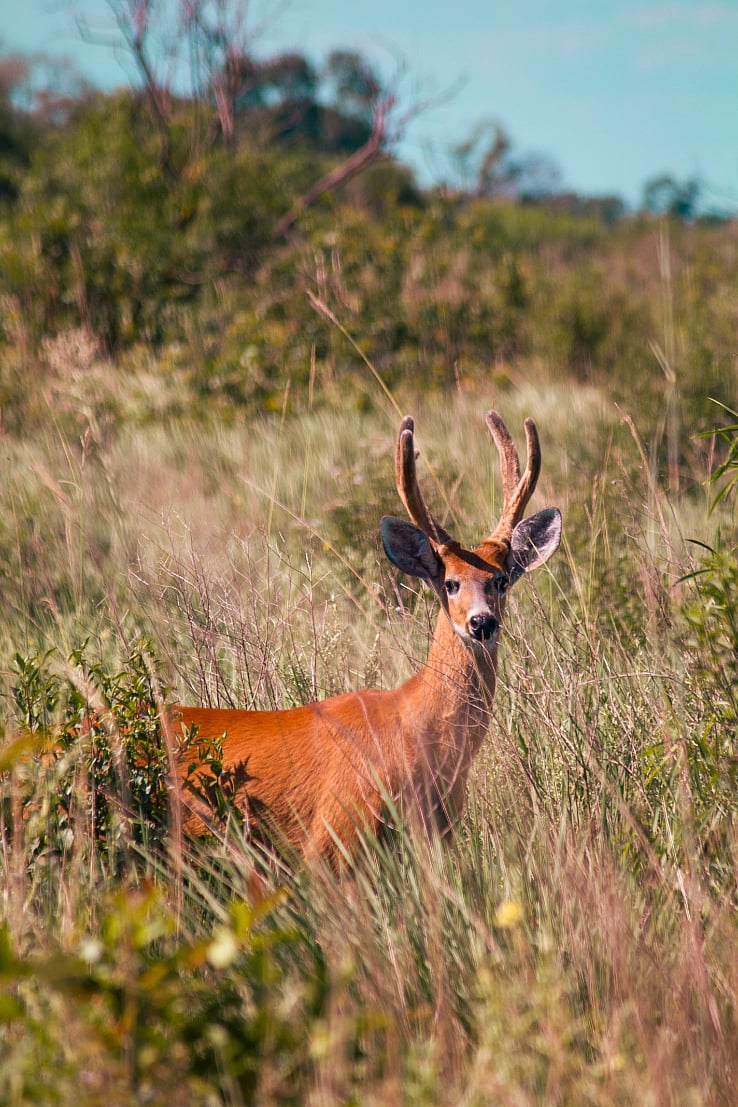 A Swamp Deer - Shutterstock
