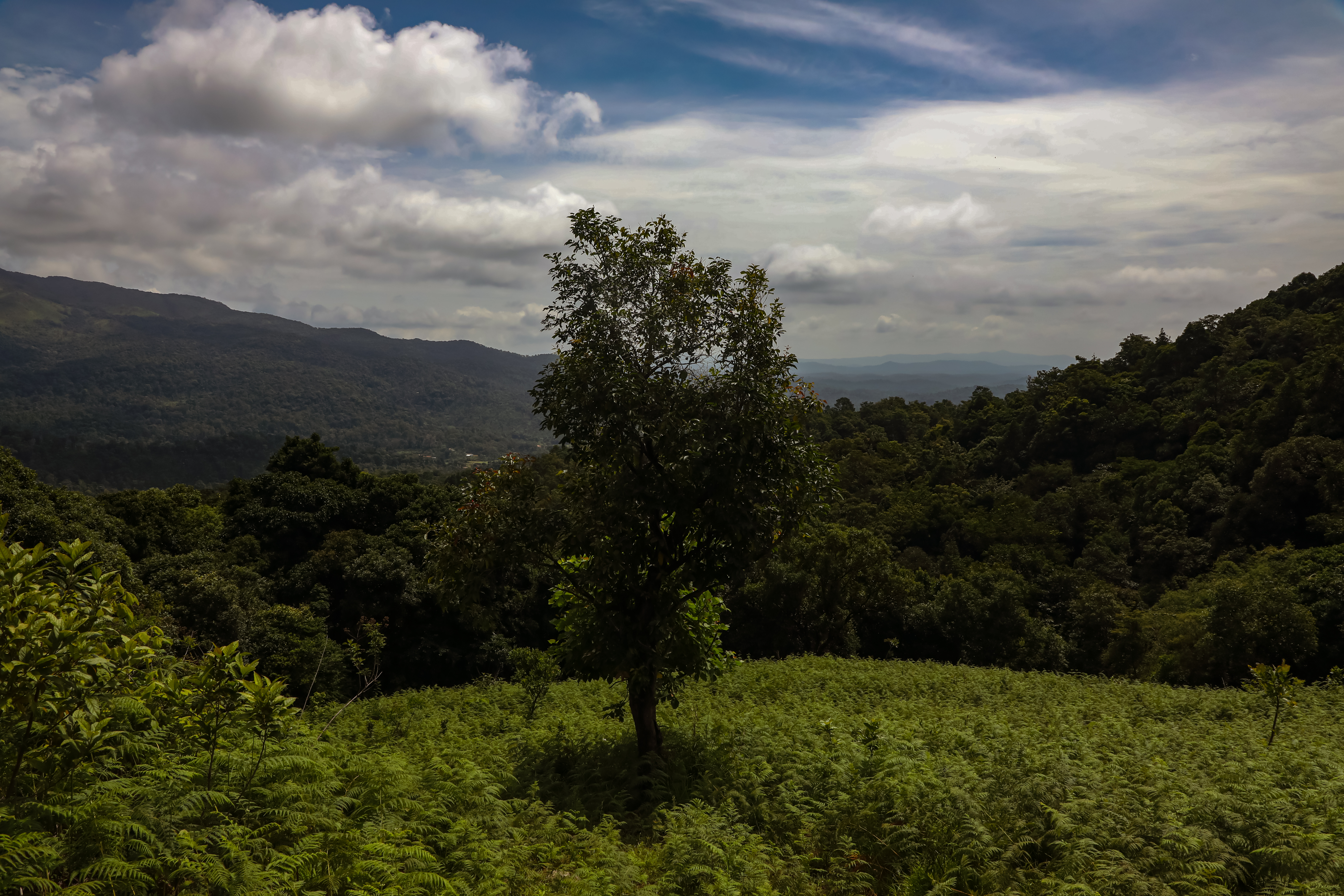 A view from the topmost hill of the property