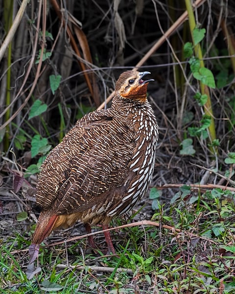 A swamp francolin