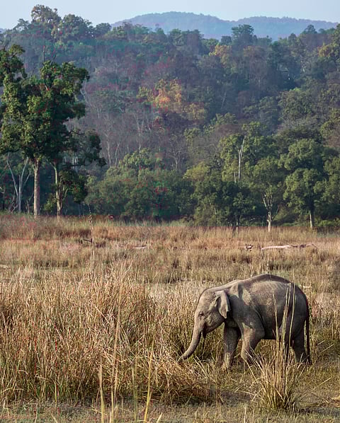 A wild baby Asian elephant in Dudhwa National Park