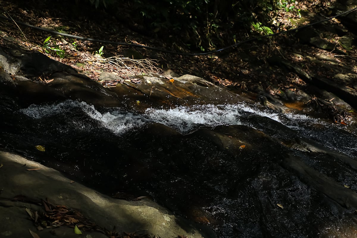 By the brook