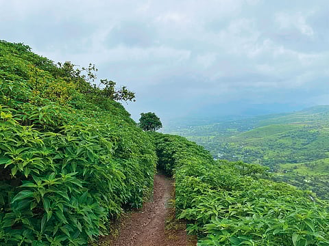 Torna Fort trek is a relatively challenging climb when it rains