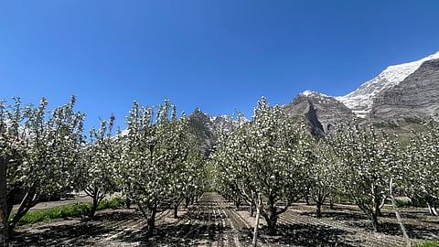 Apple orchards, against the backdrop of the high Himalayas, in Gushal 