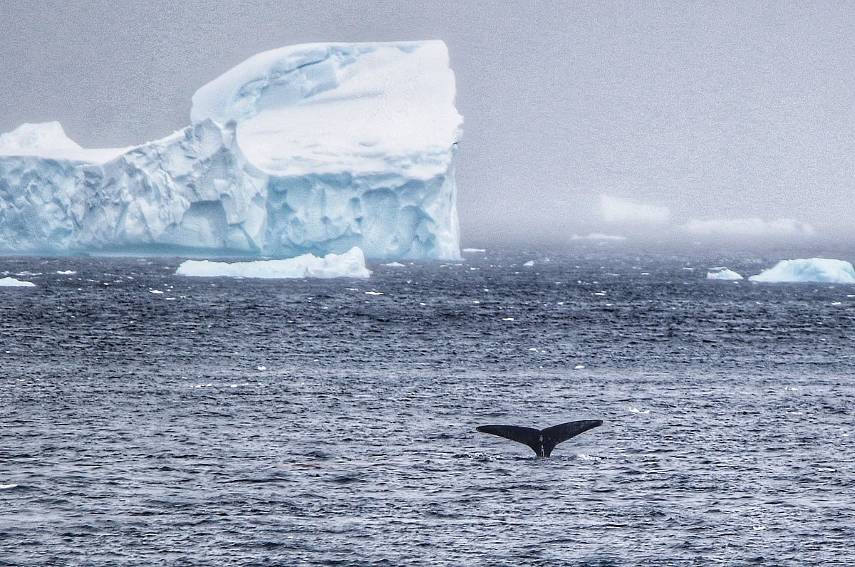 A glimpse of a Fin Whale 