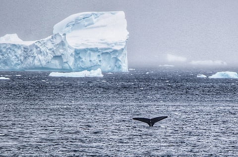 A glimpse of a Fin Whale 